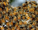 Bee Swarm